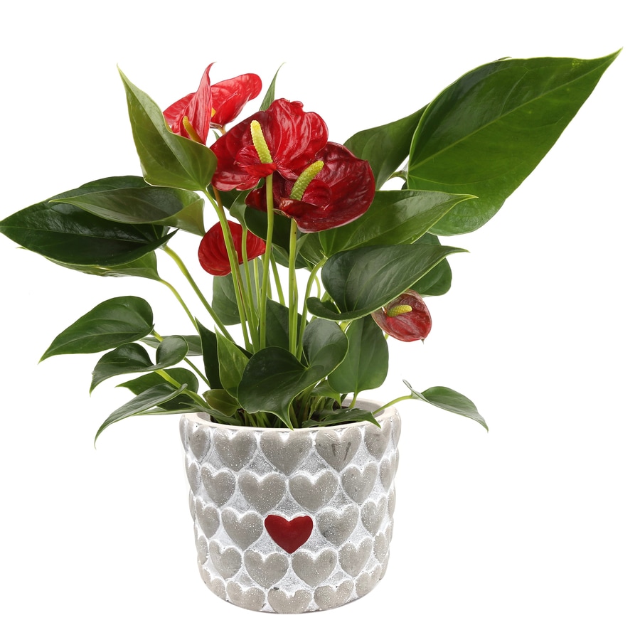 Costa Farms 1-Quart Red Anthurium in Ceramic Planter in the House ...