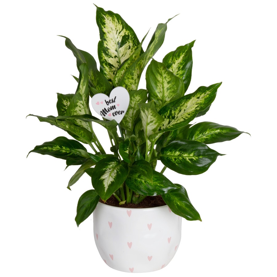 28+ Small Indoor Plants Lowes, Important Concept!