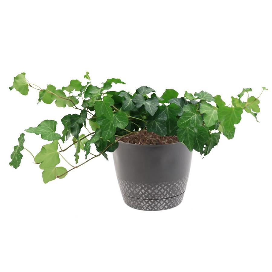 Costa Farms 1 34 Quart English Ivy In Plastic Planter At Lowes Costa Farms 1 34 Quart English Ivy In Plastic Planter