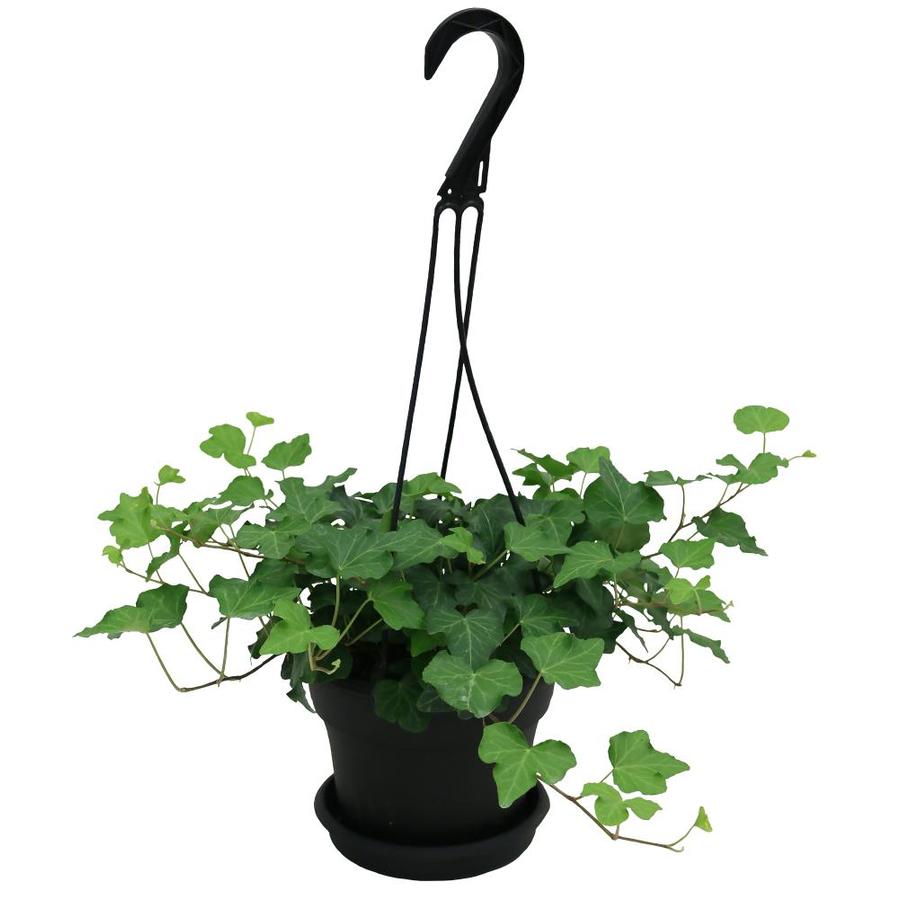 Costa Farms 134 Quart English Ivy In Plastic Hanging Basket At