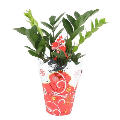 Costa Farms 1.34Quart Zz Plant in Plastic in Planter at