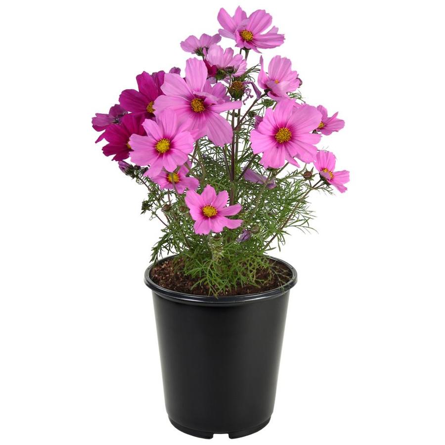 Lowes Annual Flowers For Sale / How To Choose Annuals Delivery