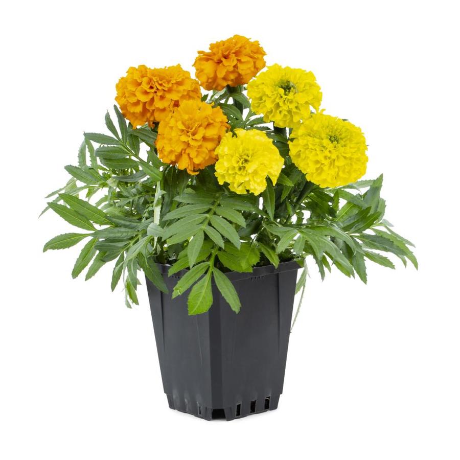1Quart Multicolor African Marigold in Pot (Ltss050) in the Annuals