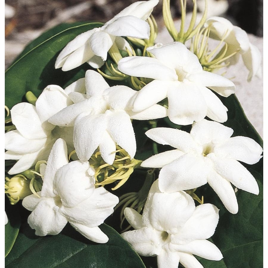 White Arabian Jasmine Flowering Shrub in Pot (With Soil) (L5922) at