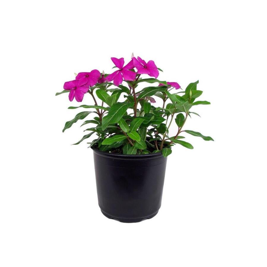 1-Quart Multicolor Vinca in Pot (L17472) at Lowes.com