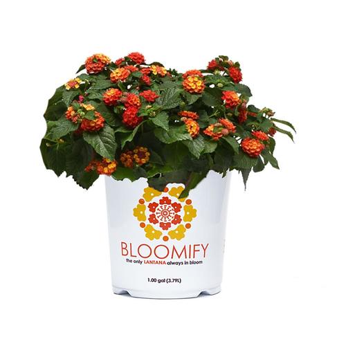 1-Gallon Multicolor Lantana in Pot at Lowes.com