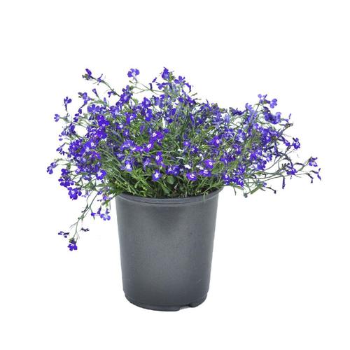 2.5-Quart in Pot Lobelia (L9901) in the Perennials department at Lowes.com