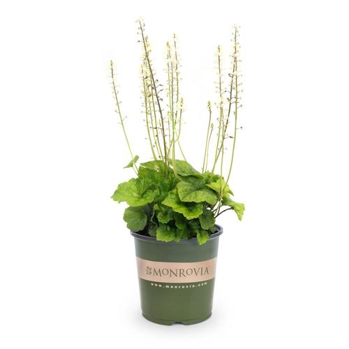 Monrovia 2.5Quart in Pot Foam Flower (L8488) at