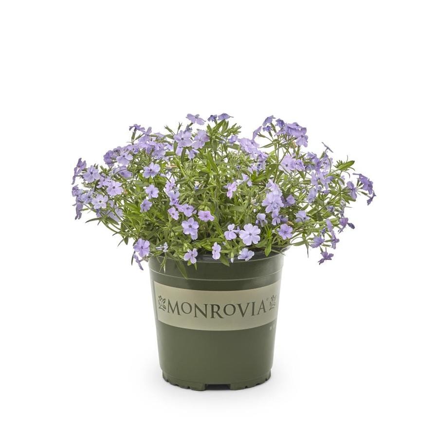 Monrovia 2.5-Quart in Pot Garden Phlox