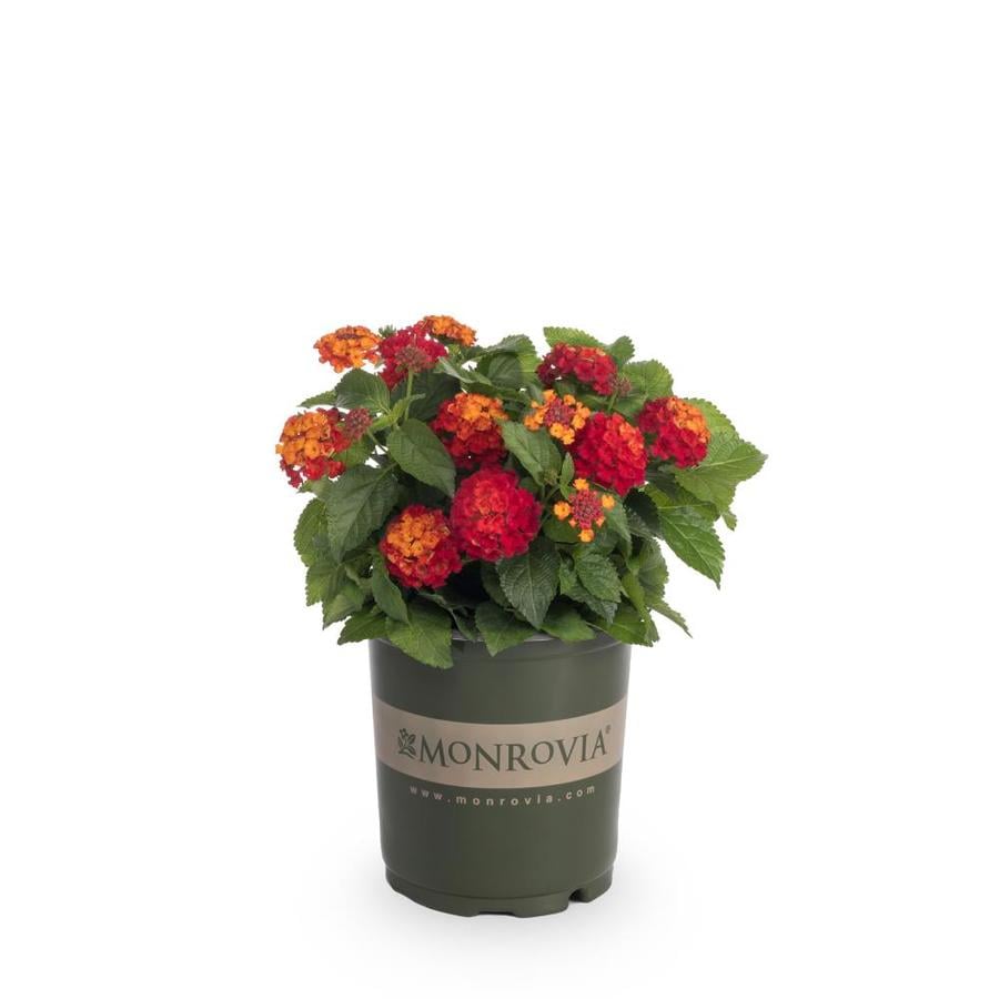 Monrovia 2.5-Quart Multicolor Lantana in Pot at Lowes.com