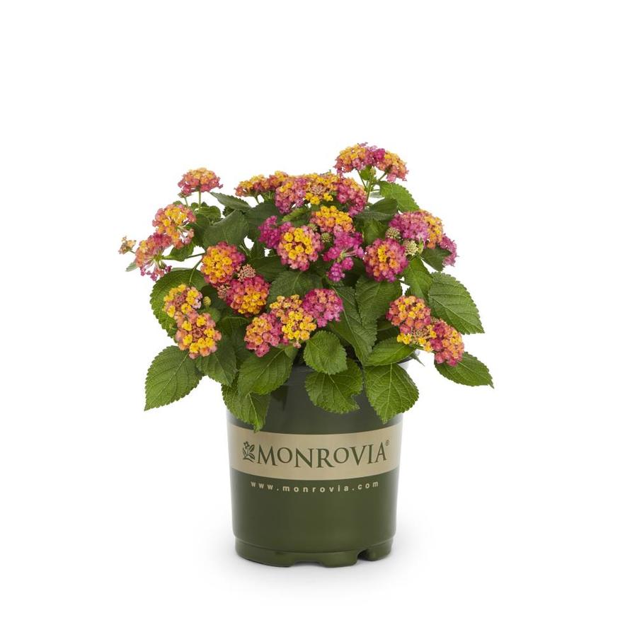 Monrovia 2.5-Quart Multicolor Lantana in Pot at Lowes.com