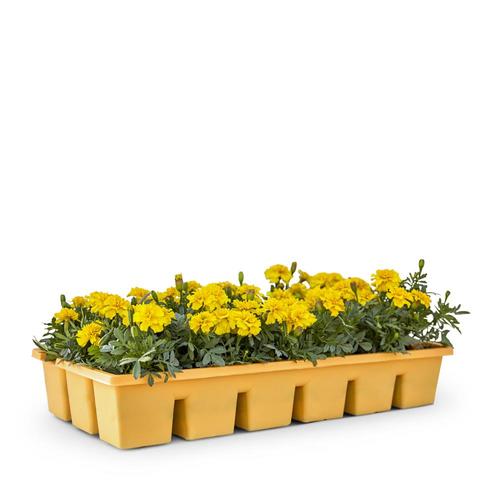 18Pack Multicolor Marigold in Tray (Ltss050) in the Annuals department