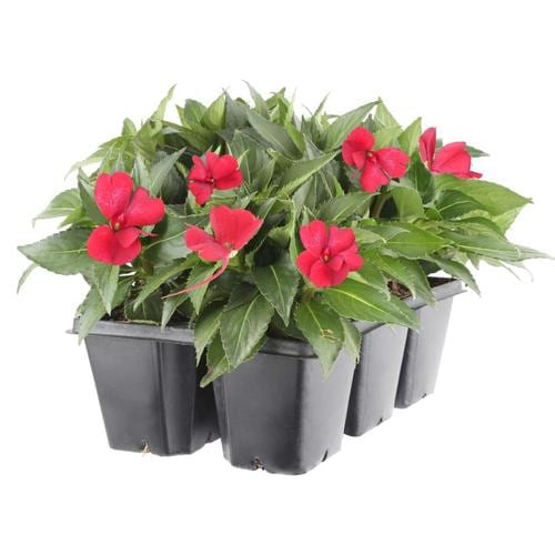 6-Pack Red New Guinea Impatien in Tray in the Annuals department at ...