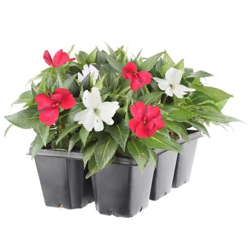 6-Pack Multicolor Sunpatiens in Tray (L21670) in the Annuals department ...