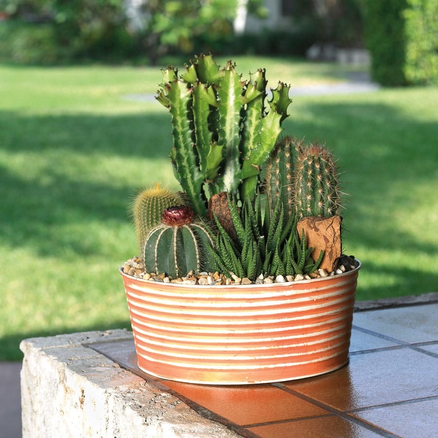 11oz Mixed Cactus and Succulents in Plastic Pot (L20923hp) at