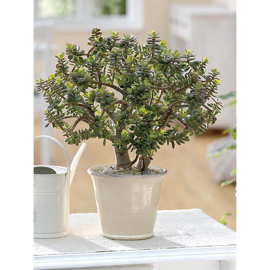 1.16Pint Jade Plant (L21096HP) at