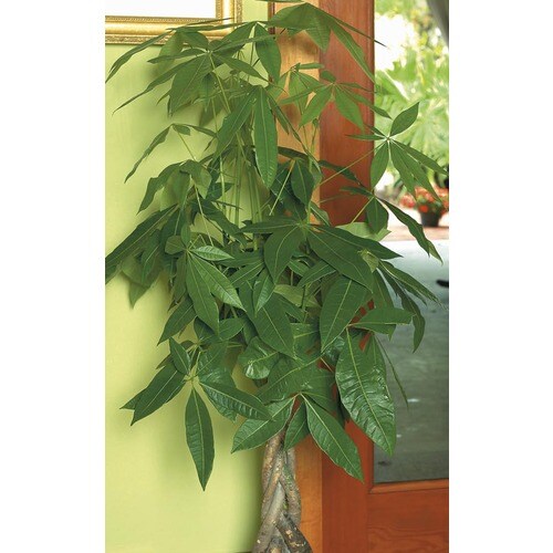 Pachira Money Tree (L20962hp) in the House Plants