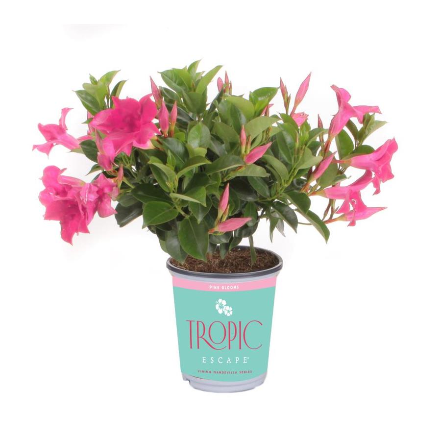 Tropic Escape 1.71Pint in Pot Mandevilla at