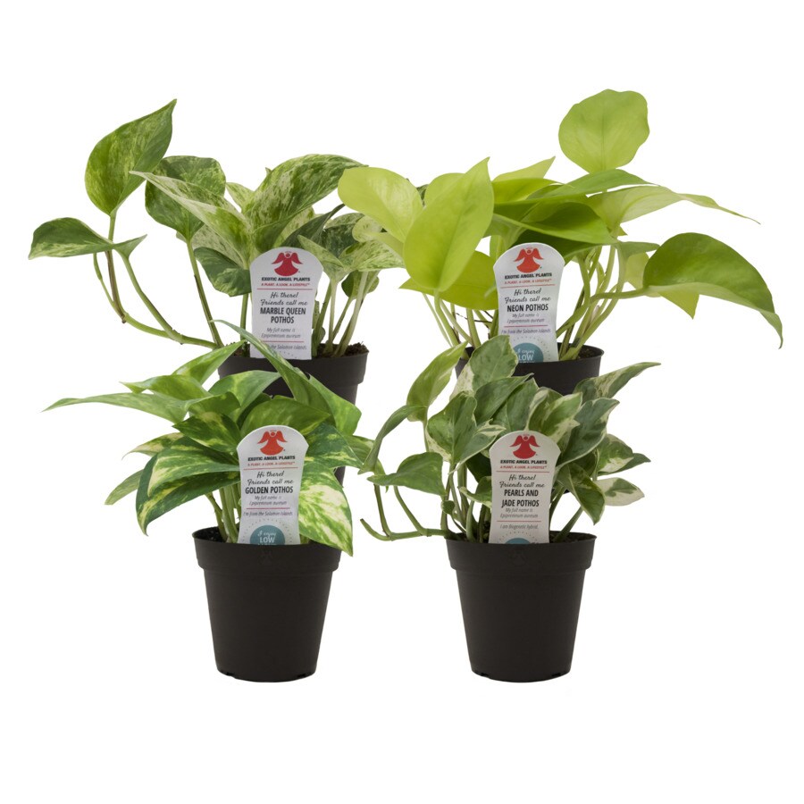 Costa Farms 3.8in 4Pack Pothos in Plastic Pot (3.8eapt) in the House