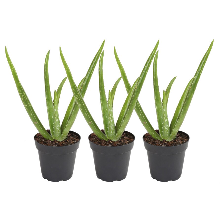 Costa Farms 4in 3Pack Aloe Barbadensis in Pot (Av04) in