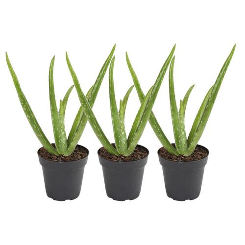 Costa Farms 4 In 3 Pack Aloe Barbadensis In Pot Av04 In The Succulents Department At Lowes Com