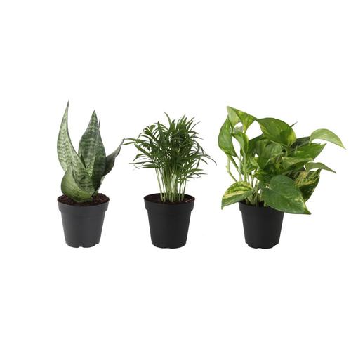 Costa Farms 4-in 3-Pack Air Cleaning Foliage Plant Mix1 in Plastic Pot