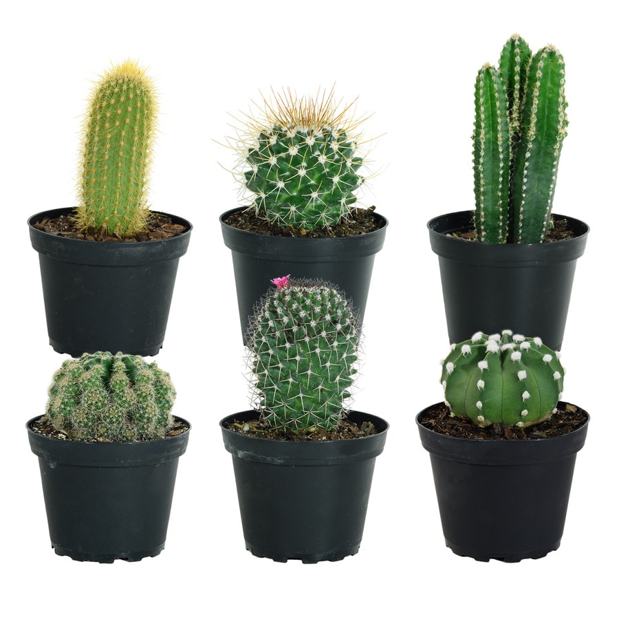 Costa Farms 4-in 6-Pack Cactus in Plastic Pot (Cm04) at Lowes.com