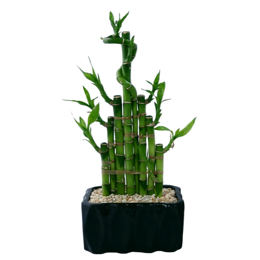 Costa Farms 6-in Lucky Bamboo in Ceramic Planter (Mdlbhr) in the House ...