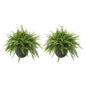 Tropical Plants at Lowes.com