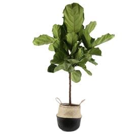 House Plants At Lowes Com - costa farms 10 in fiddle leaf fig in seagrass in planter fl11