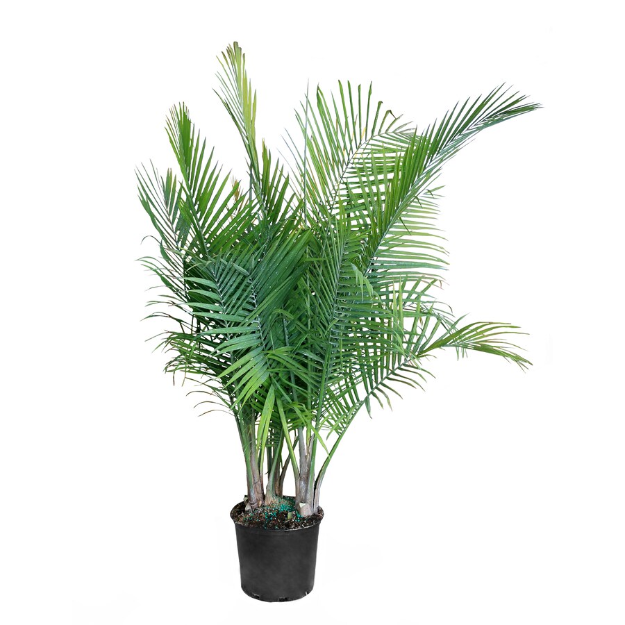 Costa Farms 12-in Majesty Palm in Plastic Pot (Mp12) in the House ...