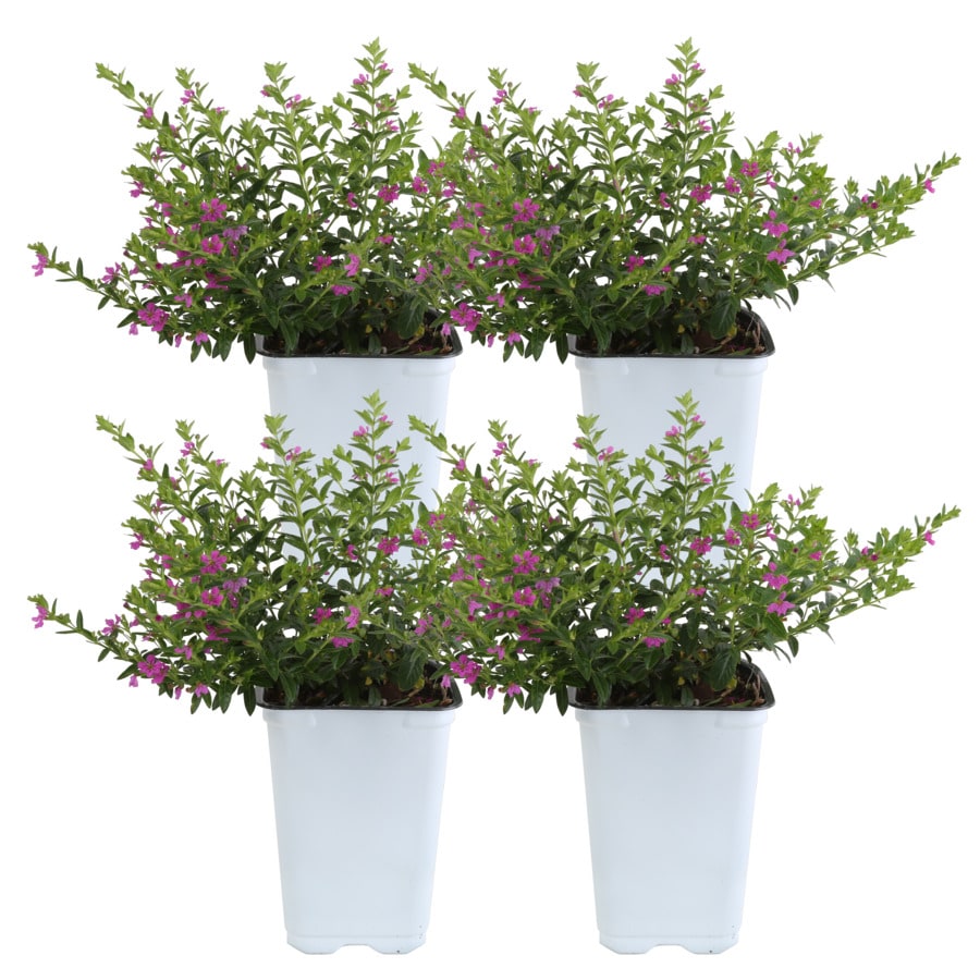 Costa Farms 1Quart Purple Mexican Heather 4Pack in Pot (1qtcupfff) at