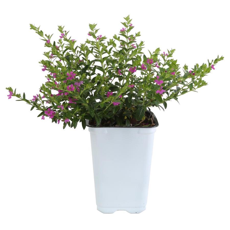 Costa Farms 1-Quart 4-Pack Purple Mexican Heather 4-Pack in Pot ...