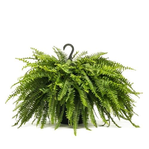 1 5 Gallon Boston Fern In Hanging Basket L6751 In The Tropical Plants Department At Lowes Com