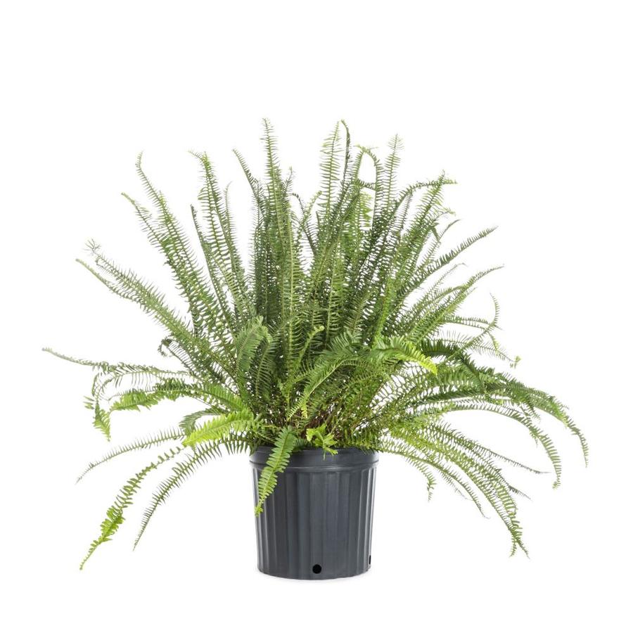 3.89 -Gallon Fern (LTL0051) in the Tropical Plants department at Lowes.com