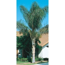 Tropical Plants At Lowes 45 Gallon Queen Palm L6258