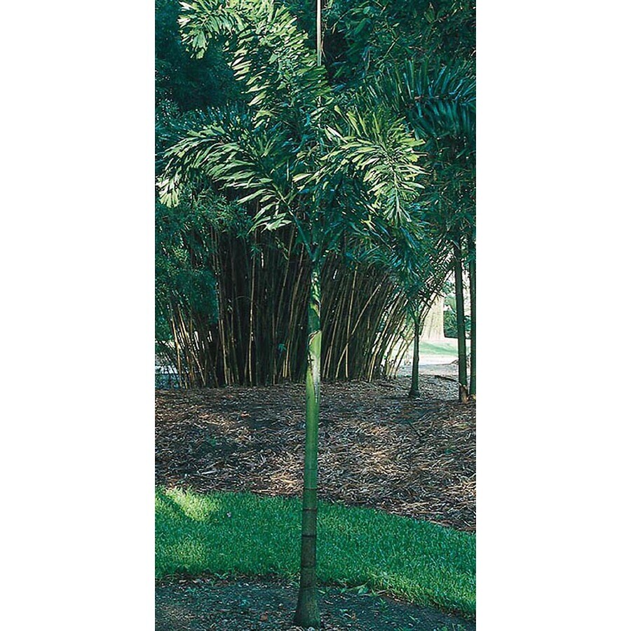 1.75Gallon Foxtail Palm (L14531) at