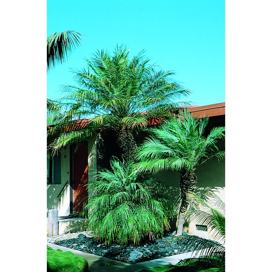  NURSERY Tropical-Landscapes - View #3