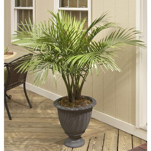 1.94-Gallon Majesty Palm in Pot (Ltl0062) in the Tropical Plants ...