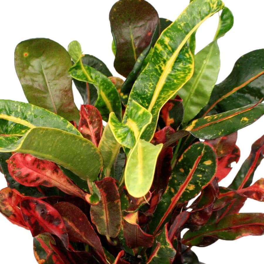 Costa Farms 6-in Croton Red Mammy in Plastic Pot (Cnm6) in the House ...