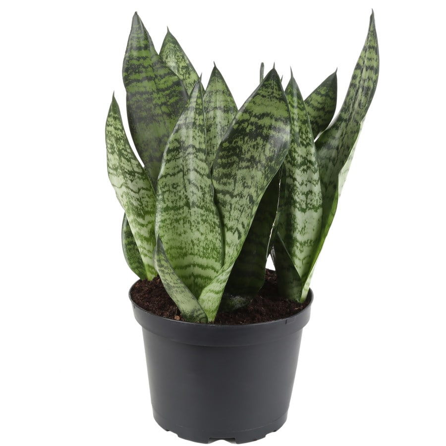 Costa Farms 6 inch Snake Plant  in Plastic Pot SZ07 at 
