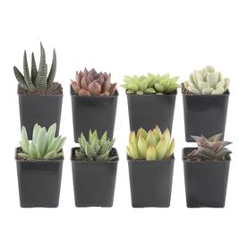 Succulents At Lowes Costa Farms 2 5 In 8 Pack Succulent Pot Smi2