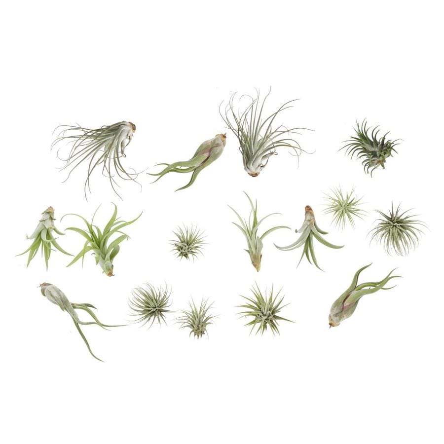 Costa Farms 16 Pack Air Plant Tilcard At Lowes Costa Farms 16 Pack Air Plant Tilcard