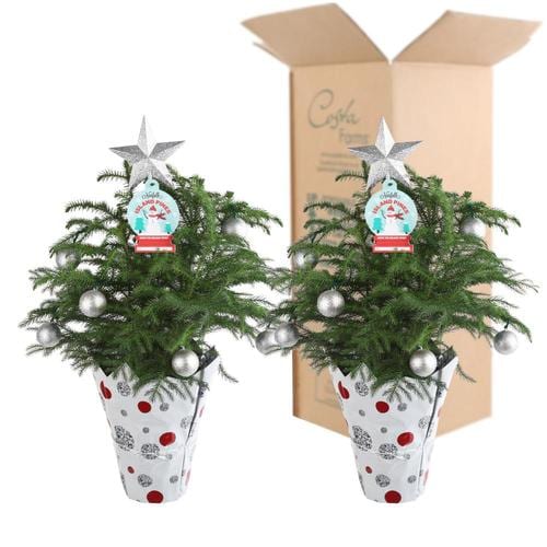 Costa Farms 6-in 2-Pack Norfolk Island Pine in Plastic Pot (Ar06) at ...