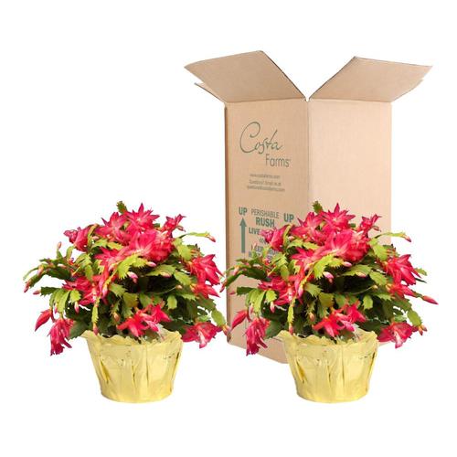 Costa Farms 6-in 2-Pack Red Christmas Cactus in Plastic Pot (Zyg06) in ...