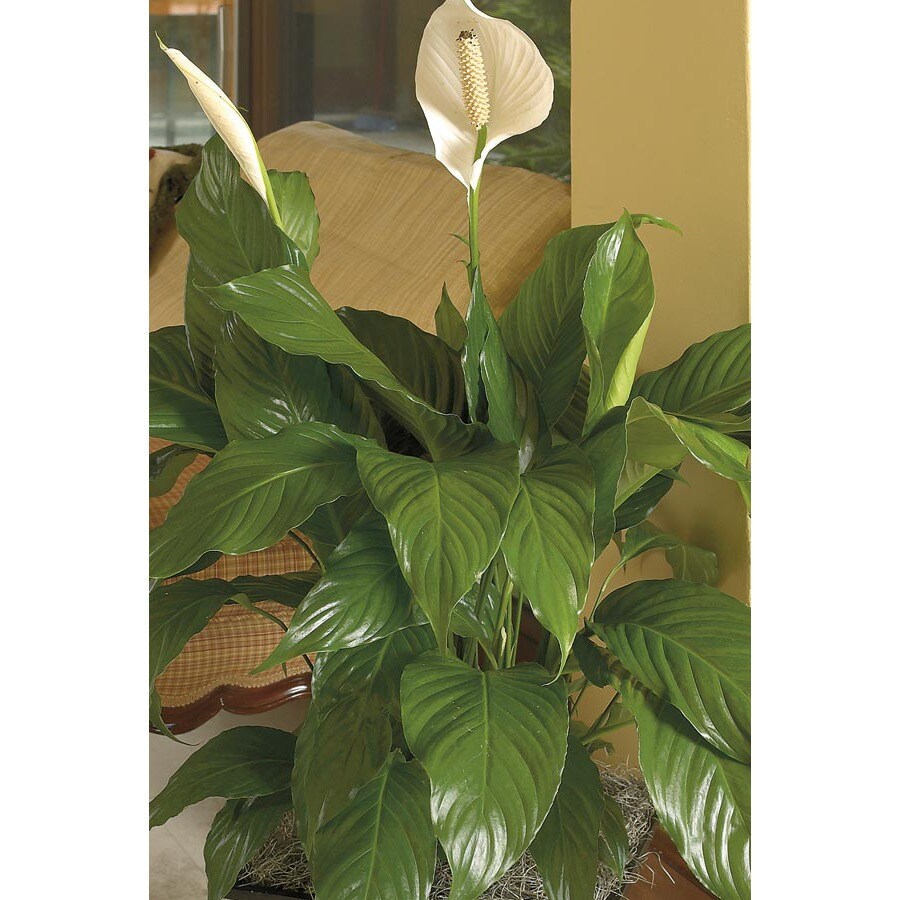 White Peace Lily (L20977hp) in the House Plants department