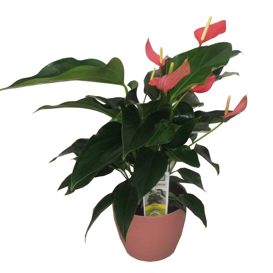 House Plants at