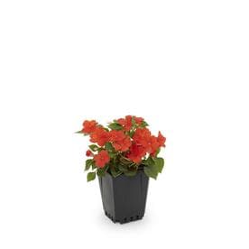 1-Pint Multicolor Impatiens in Pot (L6587)