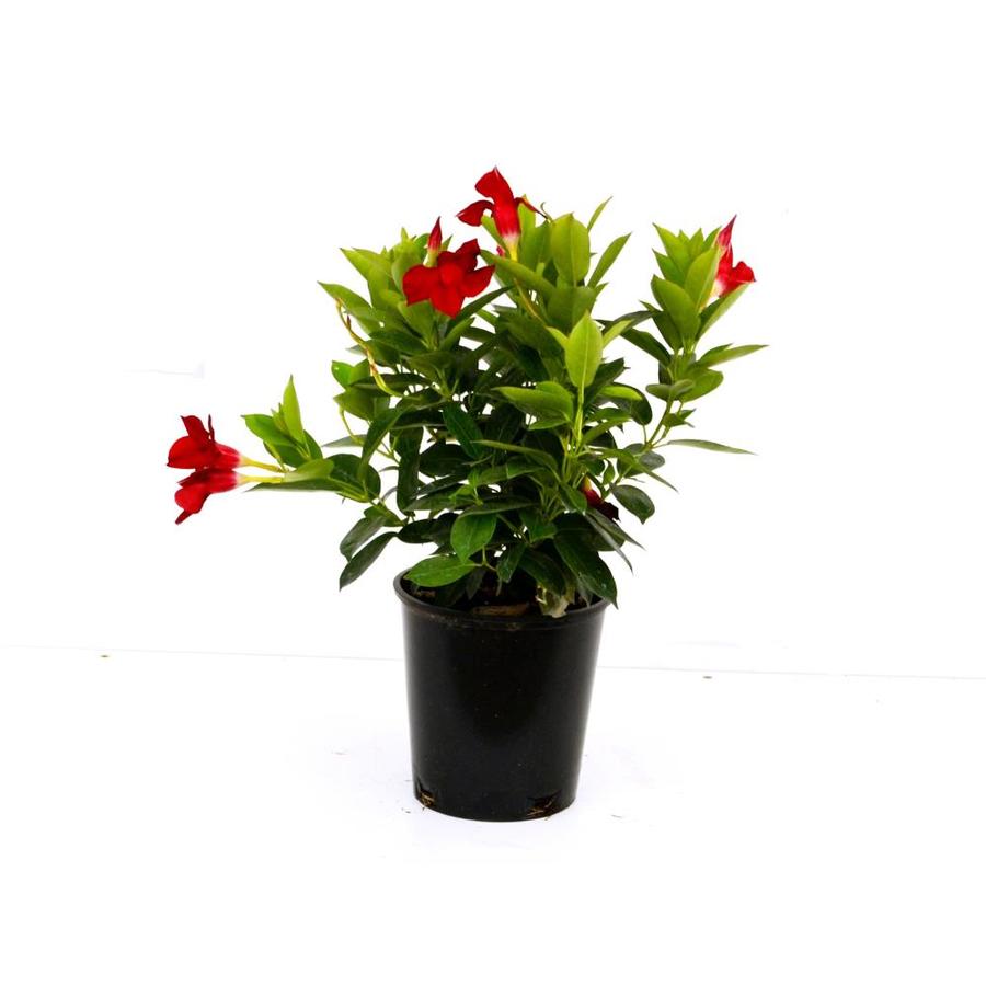 2.5-Quart in Pot Dipladenia (L5091) at Lowes.com