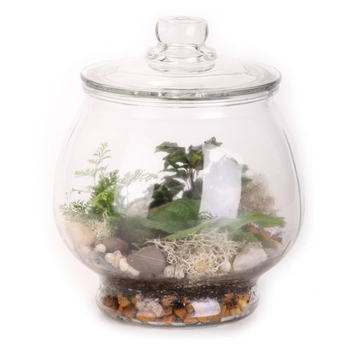 6.75 Inch(Es) Insignificant Terrarium in Glass (383122) at
